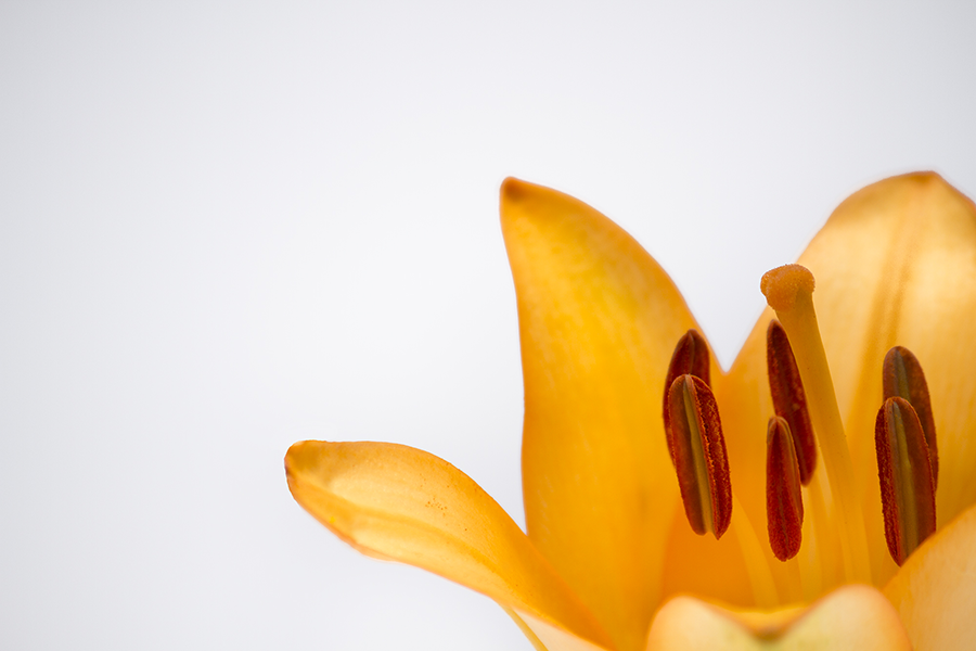 Libro + Curso: Identidad Presencial